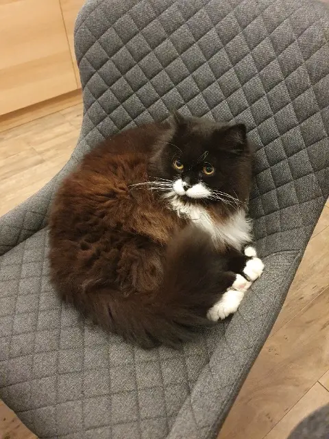 chat lost   68310 Wittelsheim Scoubidou
