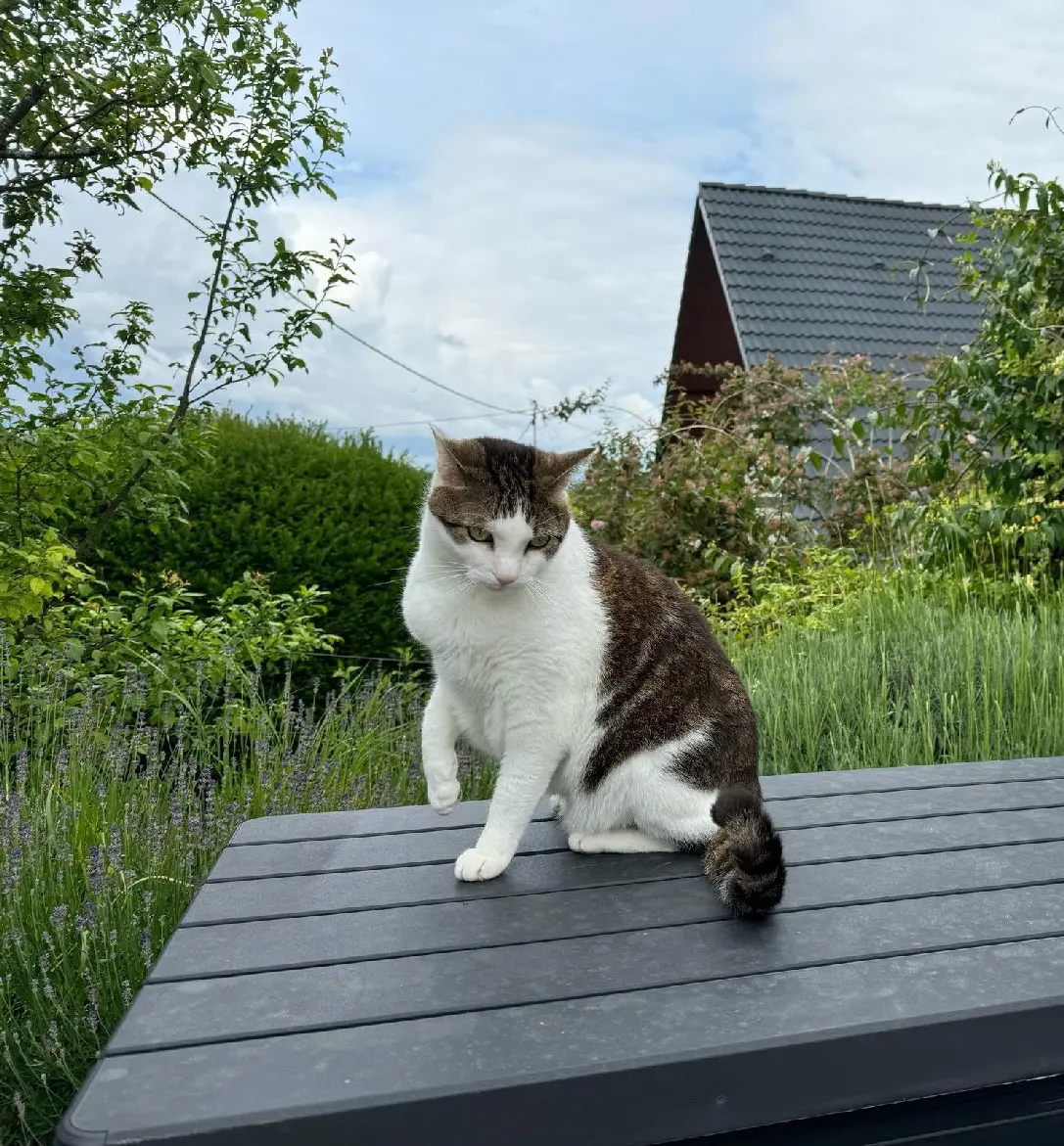 Chat Perdu 68 Haut-Rhin - Sergio Chat Perdu 68 Haut-Rhin - Sergio