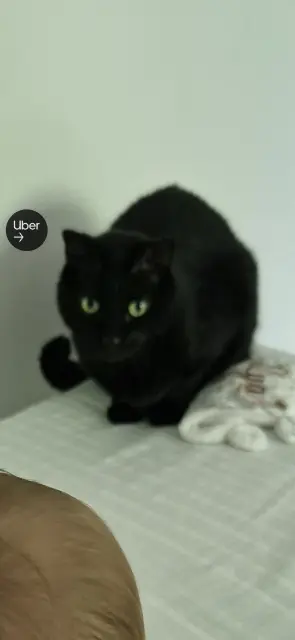 chat lost   68460 Lutterbach Shadow
