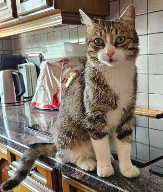 chat lost   68260 Kingersheim Shiva