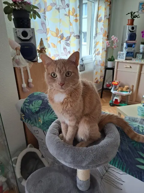 chat lost   68110 Illzach Simba