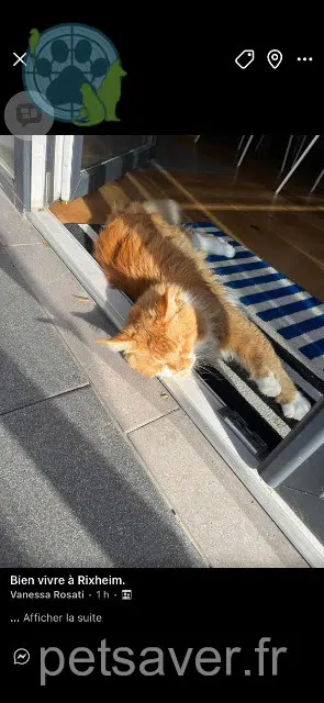 chat lost   68170 Rixheim Simba