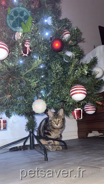 chat lost   68190 Ensisheim Simba