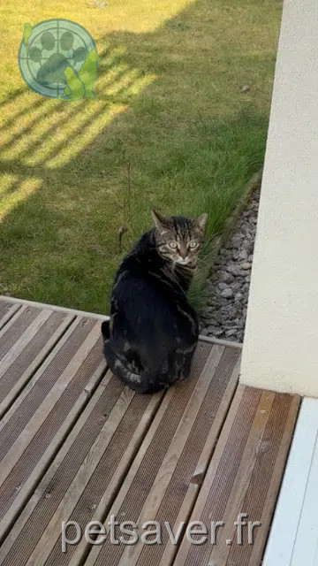chat lost   68280 Sundhoffen Simba