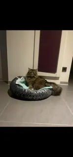 chat lost   68580 Seppois-le-Bas Simba