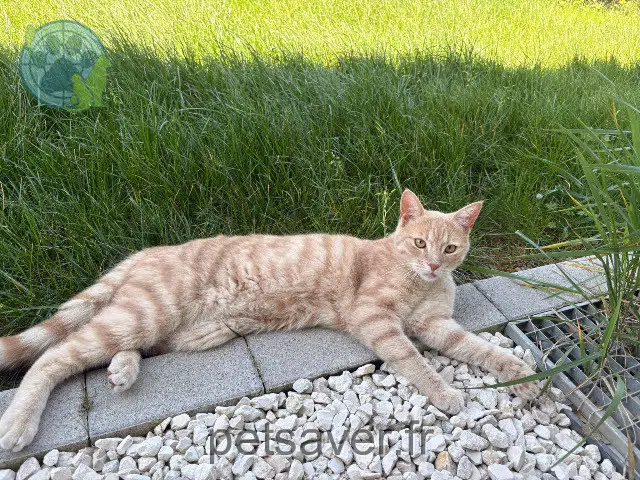 gato lost   68270 Wittenheim Simba