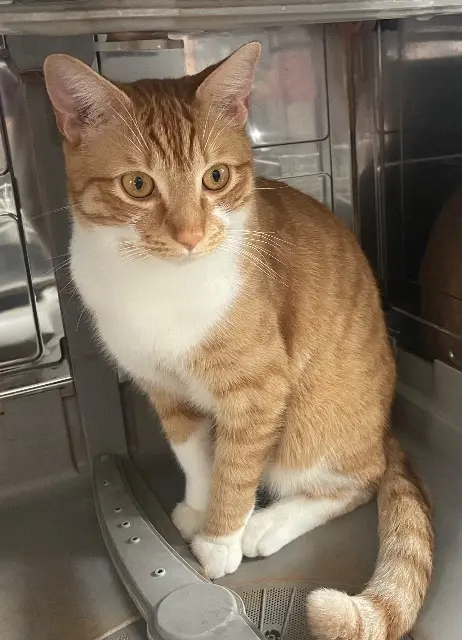 chat perdu 68000 Colmar Simba chat lost 68000 Colmar Simba