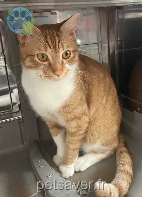 chat perdu 68000 Colmar Simba chat lost 68000 Colmar Simba