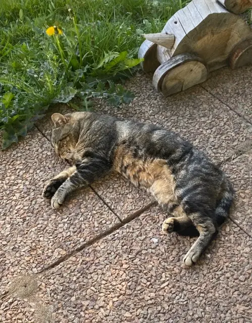 chat lost   68690 Moosch Simba