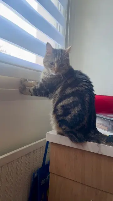 chat lost   68000 Colmar Simba