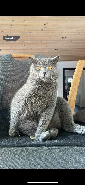 chat lost   68150 Ribeauvillé SIMBA