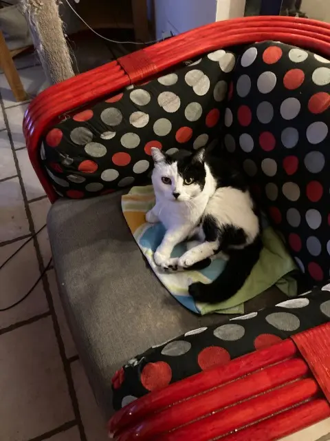 chat lost   68620 Bitschwiller-lès-Thann Skip