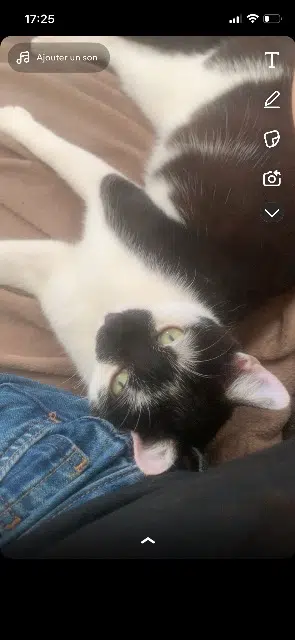 chat lost   68210 Dannemarie Smoky