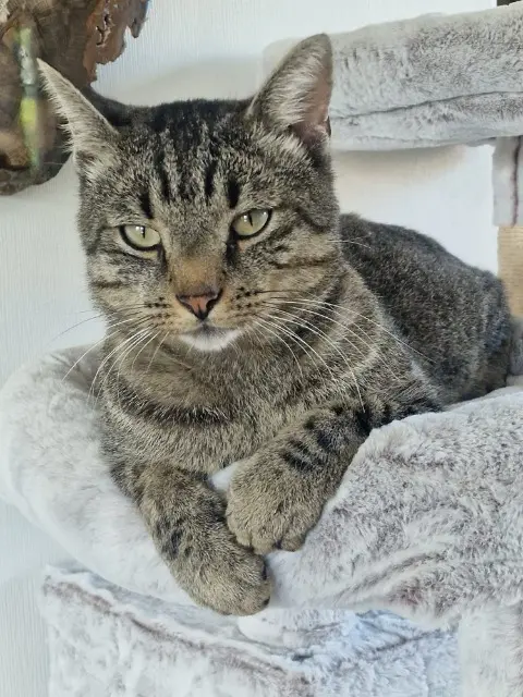 chat lost   68730 Michelbach-le-Bas Smooky