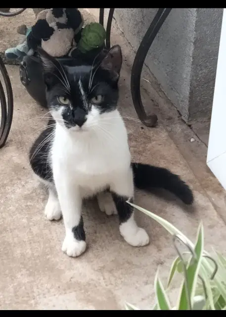 chat lost   68570 Soultzmatt Snoop