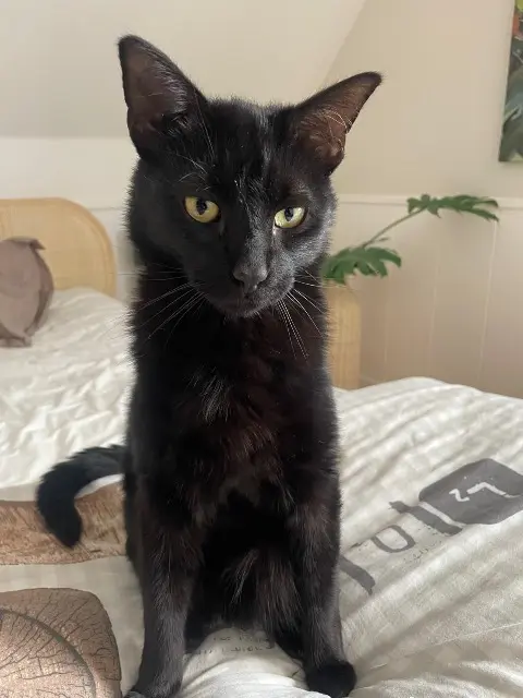 kater vermist 68510 Sierentz Snow kater lost 68510 Sierentz Snow