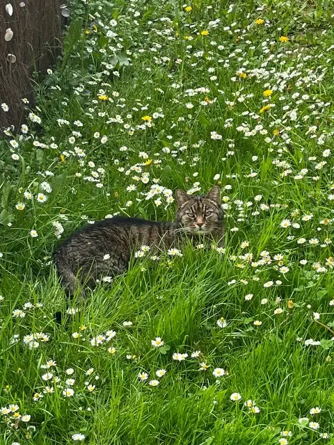 chat lost   68730 Blotzheim SNOW