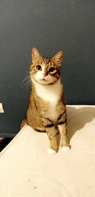 chat lost   68000 Colmar Sparky