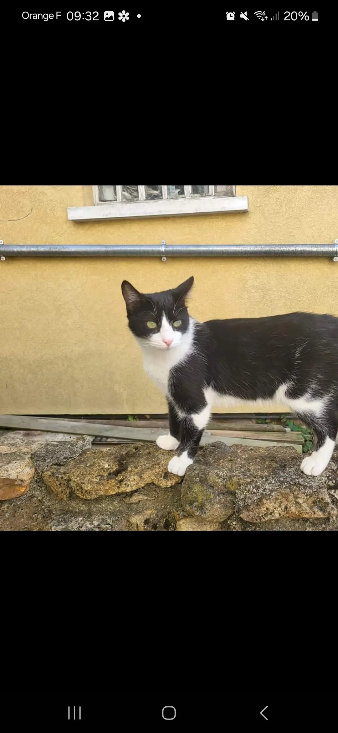 chat lost  Domaine des Trois Lys 68127 Biltzheim Speedy