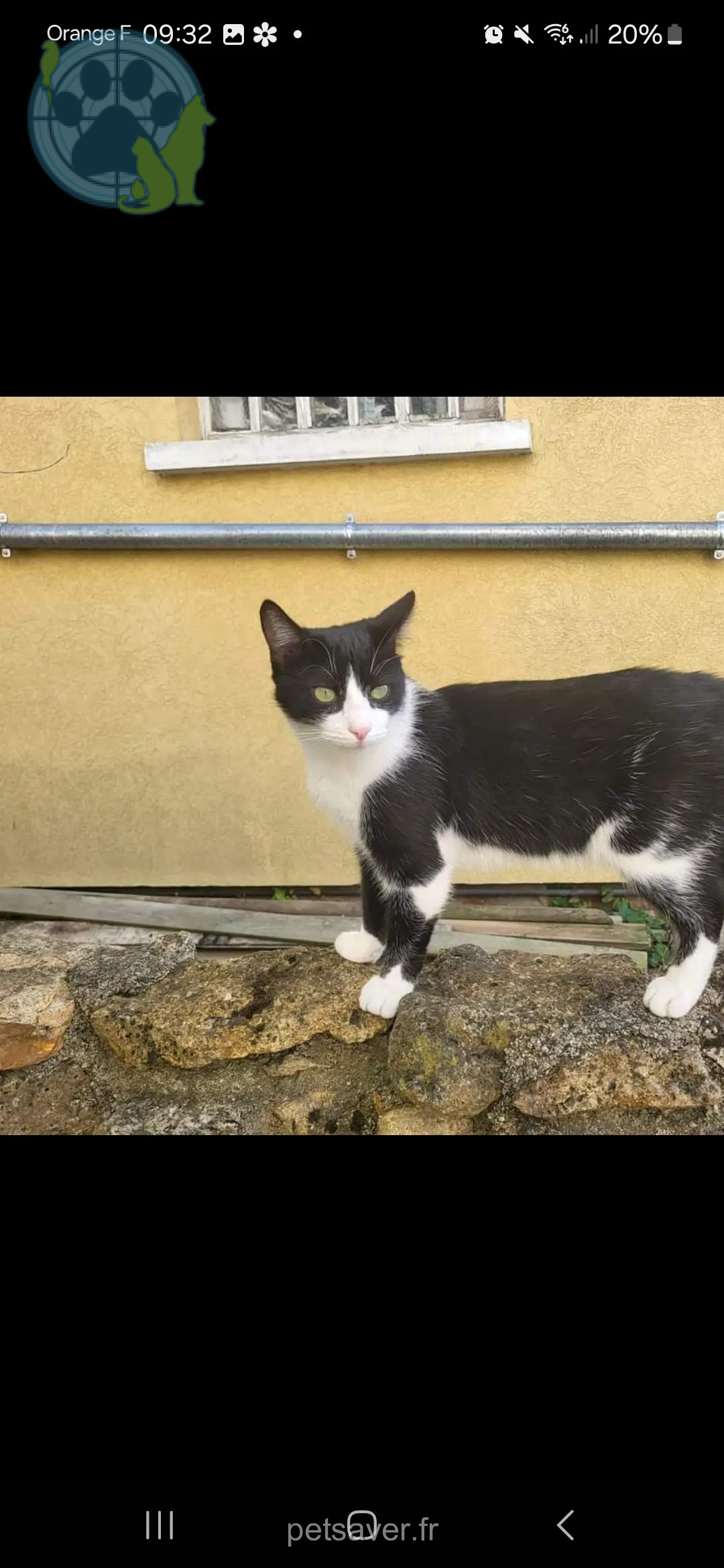 gato perdido Domaine des Trois Lys 68127 Biltzheim Speedy gato lost Domaine des Trois Lys 68127 Biltzheim Speedy