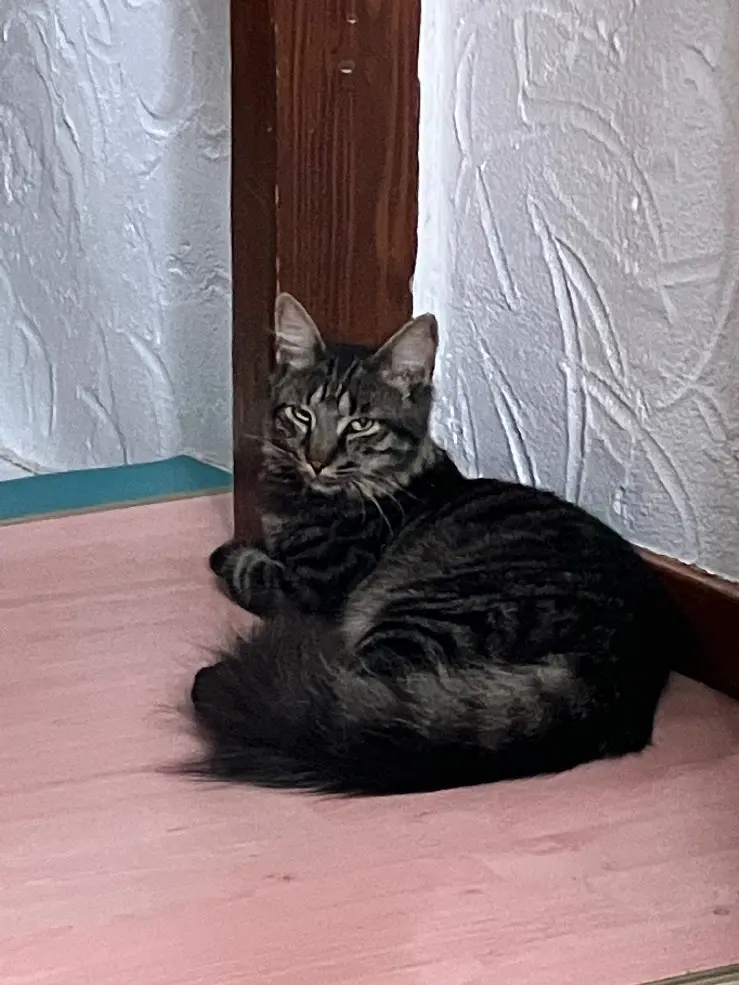 Chat Perdu 68 Haut-Rhin - Spyro Chat Perdu 68 Haut-Rhin - Spyro