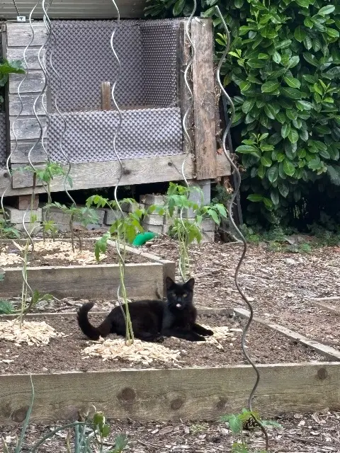 chat lost   68530 Buhl Sushi