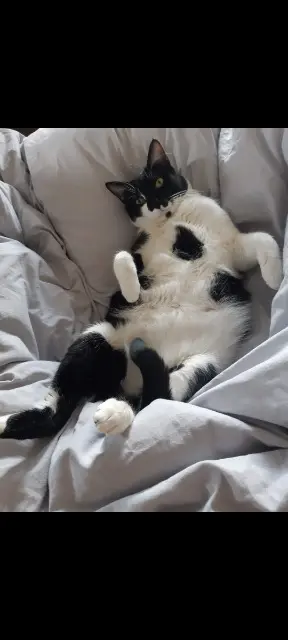 chat lost   68680 Niffer Sushi