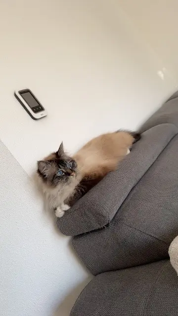 chat lost   68300 Saint-Louis taiko
