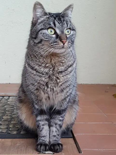 chat lost   68380 Muhlbach-sur-Munster Tatcha