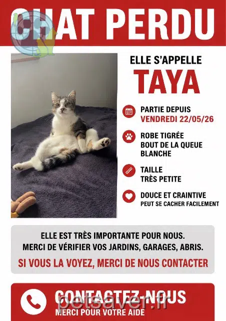 Kater lost   68190 Ensisheim Taya