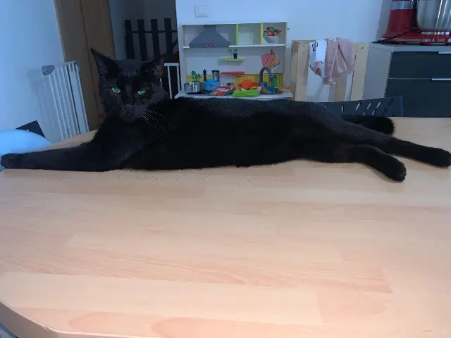 chat lost   68280 Sundhoffen Taz