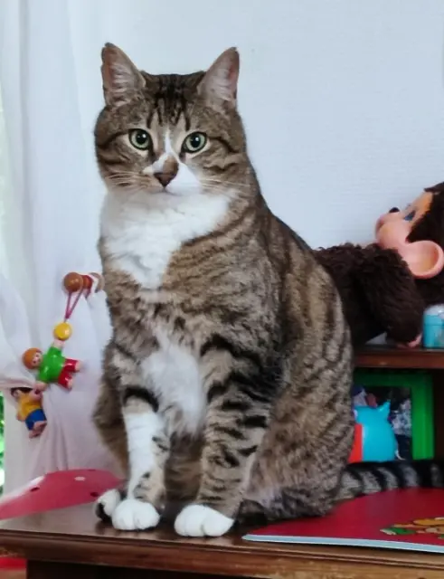 chat lost   68740 Fessenheim Teddy