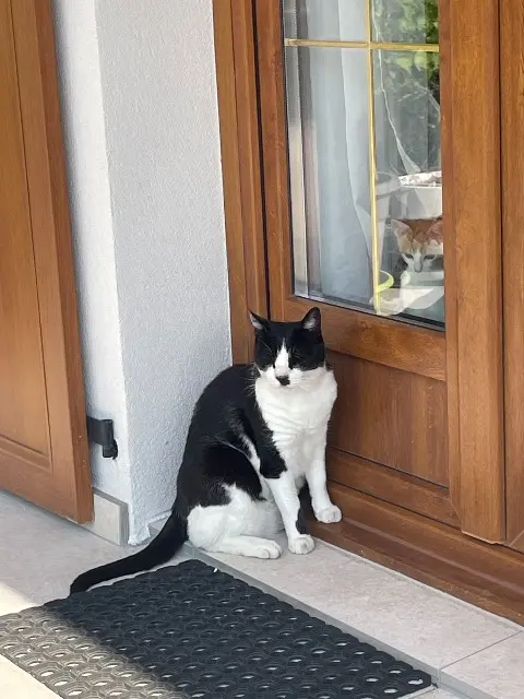 chat lost   68500 Issenheim Tequila