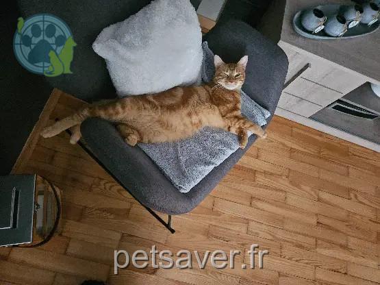 Chat Perdu 68 Haut-Rhin - Tigrou Chat Perdu 68 Haut-Rhin - Tigrou