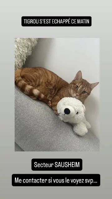chat lost   68390 Sausheim Tigrou
