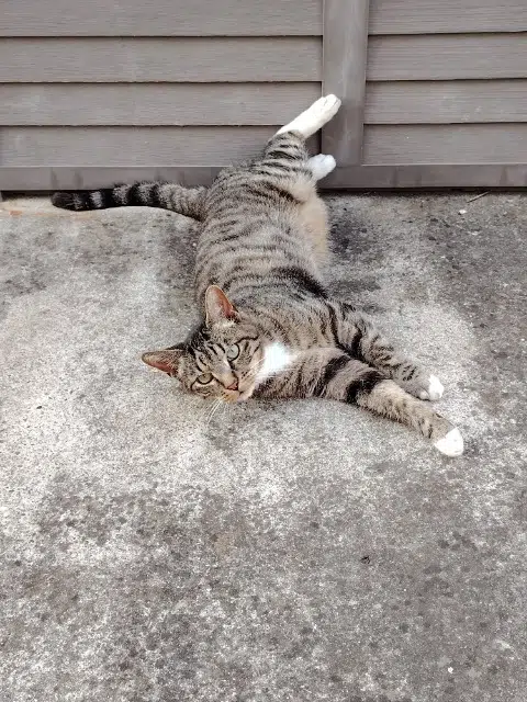 chat lost   68490 Ottmarsheim Tigrou