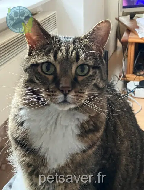 chat lost   68000 Colmar Tigrou