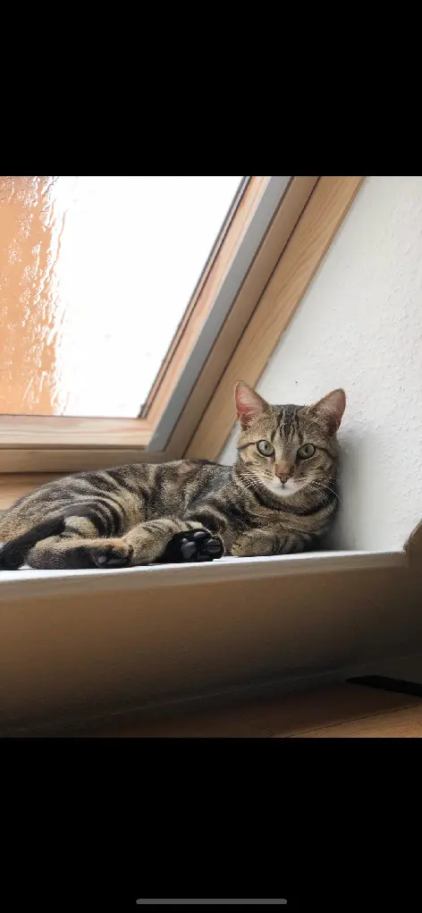 Chat Perdu 68 Haut-Rhin - Tilleul Chat Perdu 68 Haut-Rhin - Tilleul