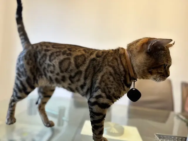 chat lost   68700 Aspach-le-Bas Timba