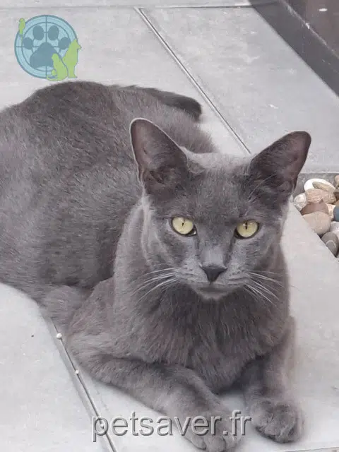 chat lost 68700 Cernay Timmy