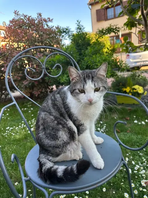 chat lost   68420 Eguisheim Titi