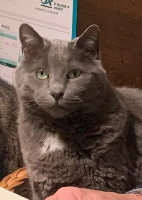 chat lost   68420 Eguisheim Titi