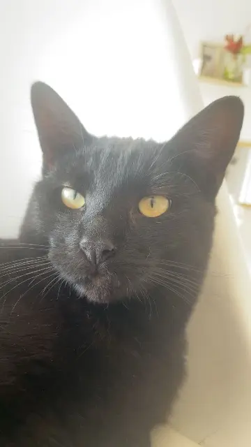 chat lost   68440 Schlierbach Titi