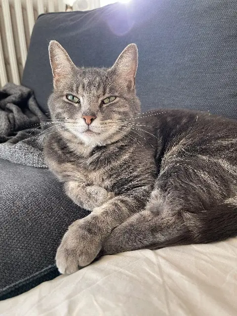 chat lost   68400 Riedisheim Tobby