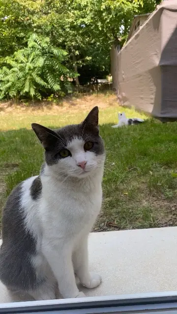 chat lost   68500 Guebwiller Toby