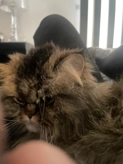 chat lost   68390 Battenheim Tochi