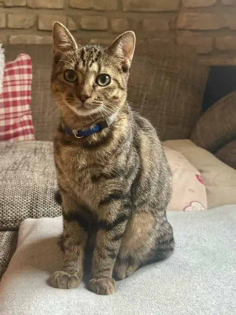 chat lost   68740 Balgau TOM