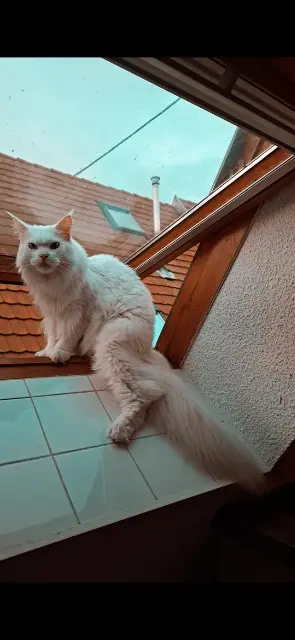chat lost   68250 Pfaffenheim toufix