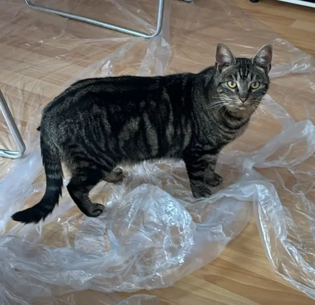 chat lost   68190 Ensisheim Triomphe