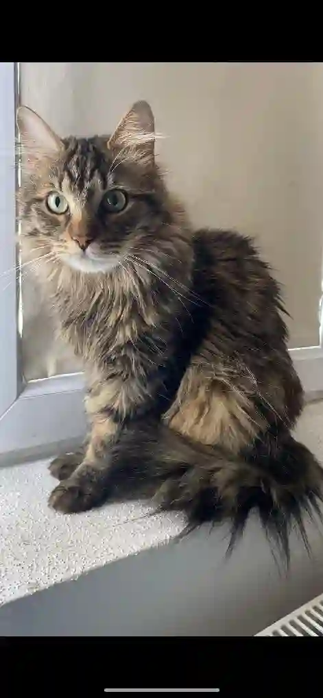 Chat Perdu 68 Haut-Rhin - Twister Chat Perdu 68 Haut-Rhin - Twister